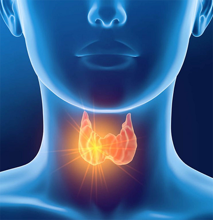 [Ирина Баранова] Щитовидная железа_ щит здоровья 3_0.png